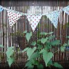Mini-Bunting-Close-Up